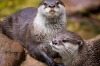 <b>Sponsor an otter</b><br>
A little left field but a complete heart-jerker. Sponsor an animal on her behalf, like an ...