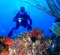 Vieques has many diving-and-snorkelling-friendly coral reefs.