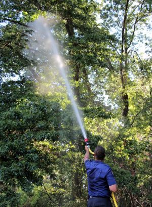 ACT Wildlife reported finding one young bat dead, but said cooling the area was lifesaving for the colony.