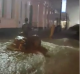 Flood waters wash over the iconic statue of Paddy Hannan in Kalgoorlie's Hannan street on Friday night. 