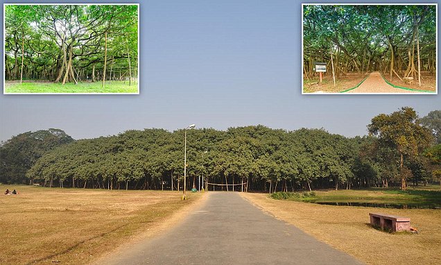 Great Banyan trees are so big they look like FORESTS