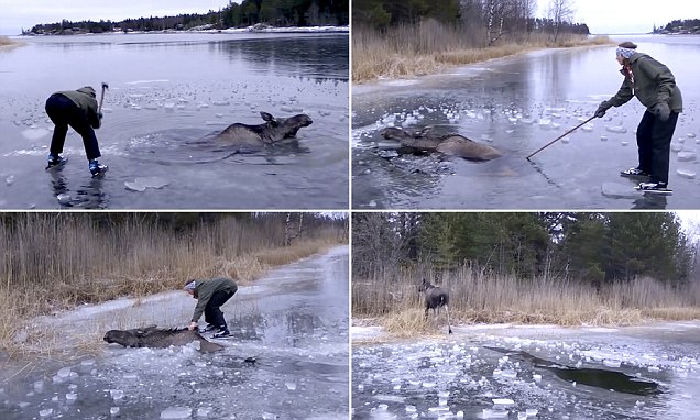 Swedish ice skaters save a moose trapped in a frozen lake