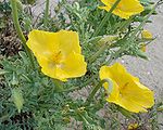 Glaucium flavum03.jpg