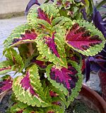 Coleus-1.jpg