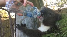 Water is poured into a Koala's mouth during the Adelaide heatwave