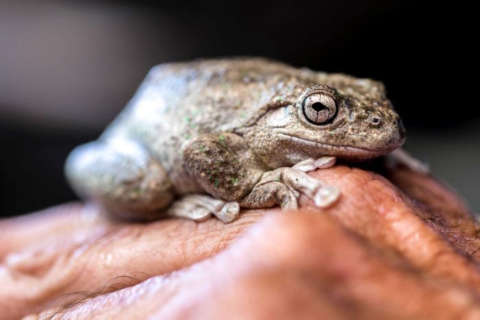 Peron's tree frog