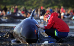 In this Friday, Feb 10, 2017 photo, German visitor Lea Stubbe rubs water on a pilot whale that beached itself at the remote Farewell Spit on the tip of the South Island of New Zealand.