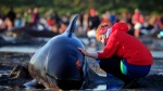 In this Friday, Feb 10, 2017 photo, German visitor Lea Stubbe rubs water on a pilot whale that beached itself at the remote Farewell Spit on the tip of the South Island of New Zealand. (Tim Cuff/New Zealand Herald via AP)