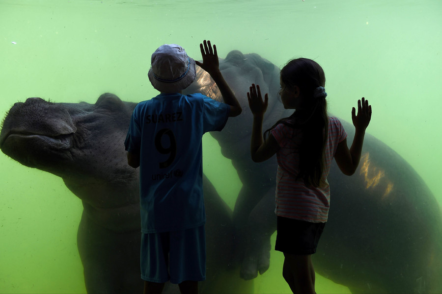 Children look at a hippopotamus swimming at Pairi Daiza animal park in Brugelette, Belgium, on September 13. (John Thys, AFP) 