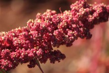 Quinoa seed head