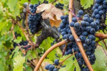 Grapes on the vine after being watered during the heatwave