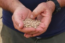 Usually fed to sheep, with high protein and fibre, lupin flakes could be just as beneficial to humans.