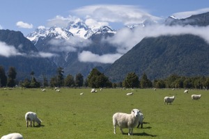 Serene scene: Grazing sheep with snow capped Mount Cook in background. 
New Zealand has got the lot.