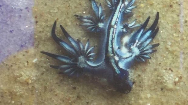 Coolangatta Beach was closed throughout Saturday after an influx of Margined Sea Lizards, while dangerous surf and ...
