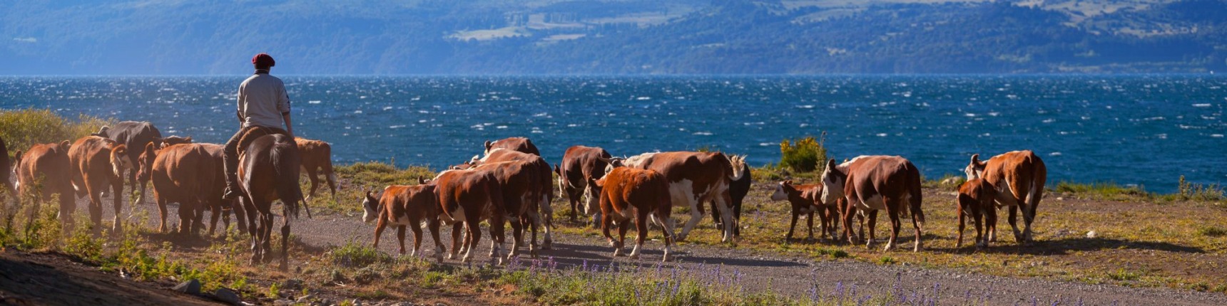 Argentina, countryside, farmer herding cows