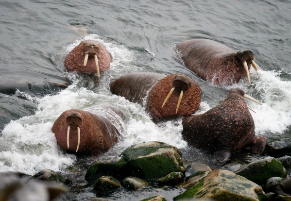 In early August we ventured into the Russian Far East. Sailing up the coast of Chukotka, Siberia we cautiously ...