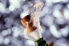 Champagne Bottle w/ Cork Popping   Credit  Jupiterimages  Source  Foodpix  Creation date  2006-03-08 20:35    ...