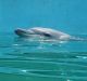 A dolphin performs for the crowd.