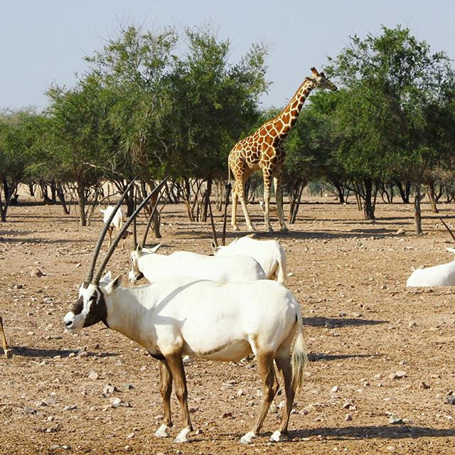 It's Amazing to observe wild animals walking freely in few meters from you -sirbaniyas -safari -wildlife -giraffe -oryx -travel -uae