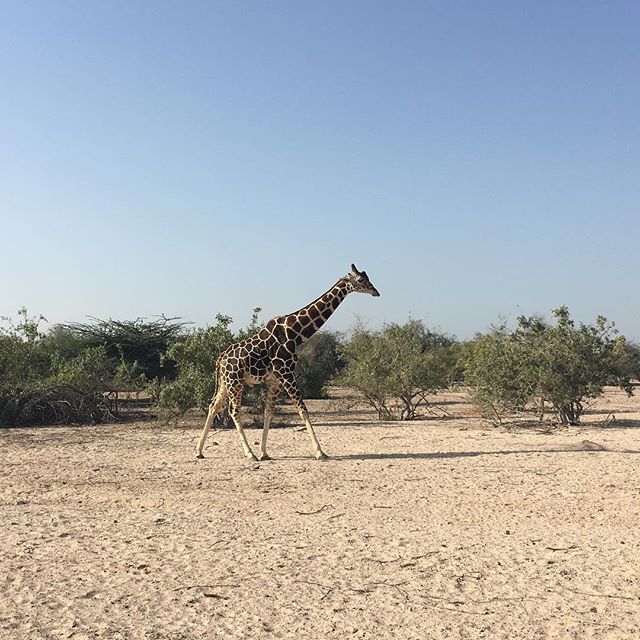 -SirBaniYas -island -AbuDhabi -UAE -giraffe -safari -desert -trees