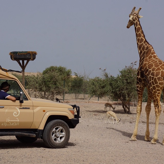 You Shall Not Pass.. .
.
-sirbaniyas -holiday -safari -travel -animal -animals -LordOfTheRingsQuote -LOTR -giraffe