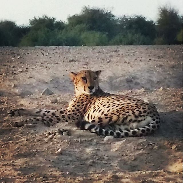 The fastest animal on earth on a lazy friday afternoon! -cheetah -sirbaniyas