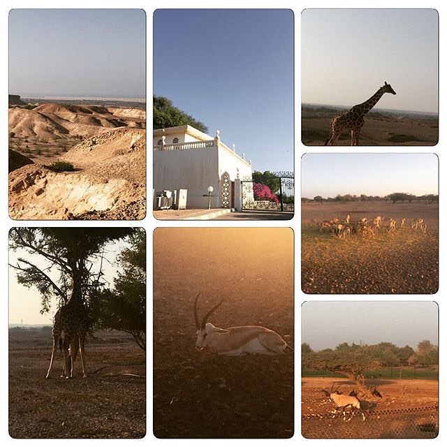 Piece of Africa in Emirates -sirbaniyas -sirbaniyasisland -wildlife -africa -ana -anantara -ginatadros