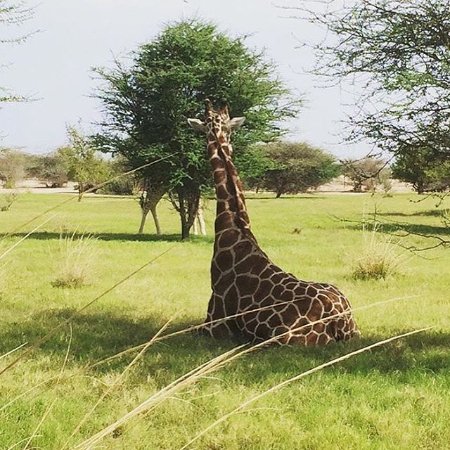 Have you ever been that close to a giraffe before- Visit us on -anantarasirbaniyas and make memories of a lifetime.

-anantara -sirbaniyas -sirbaniyasisland -instagood -giraffe -wildlife -wildlifedrive -safari -safaripark -beautiful -nature -animals -follow -abudhabi -instauae -instaabudhabi -instatravel -potd