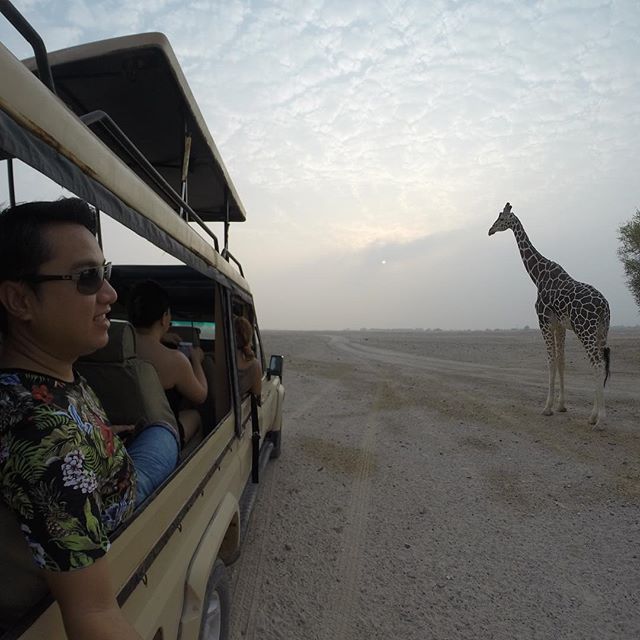 Early morning safari at Sir Bani Yas Island, Abu Dhabi -sirbaniyas -sirbaniyasisland -abudhabi -island -safari -adventure -morning -saturday -weekend -weekendgetaway -GoPro -GoProHero -GoProHero3Plus -GoProHeroDreams -giraffe -summer -summer2015 -UAE