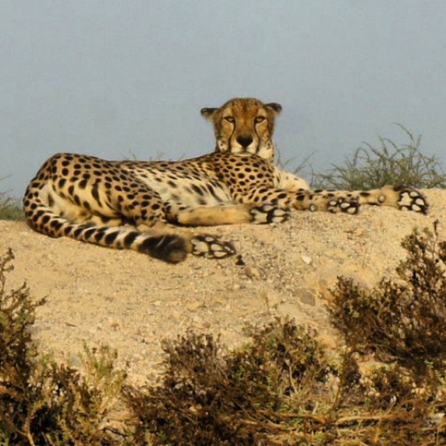 Cheetah at Sir Bani Yas Isand  on a sunrise drive through the animal reserve.
-Anantara Desert Islands Resort Sir Bani Yas Island.
-wildlife-sirbaniyas-instaabudabi-myuae-wanderlust-island-beach