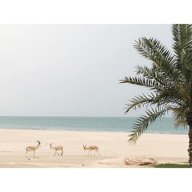 Had the most amazing afternoon at -sirbaniyasae capturing the sweetest -proposal 📷 -flytographerinsta 
-Lifestyle -Photographer -Dubai & -UAE - -Love -SirBaniYas -Island -AbuDhabi -Flytographer -Beach