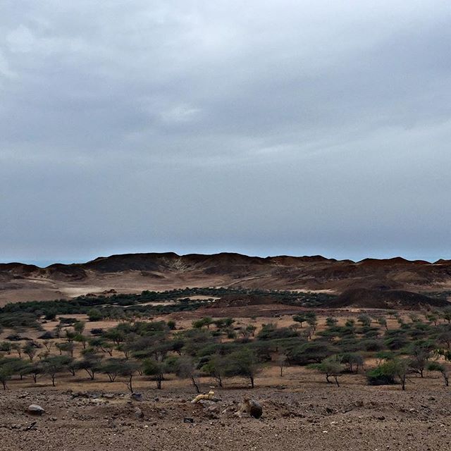 At Sir Bani Yas 🇦🇪❤️ Mashallah 
Mother Nature 👌 Mashallah 
-sirbaniyas -sirbaniyasisland -safari -travel -luxury -amazing -island -jungle -lifestyle -relax -relaxing -nature -naturephotography -picoftheday -instadaily -adaytoremember -beautiful -nofilter -instamoment -instatravel -abudhabi -uae -animals