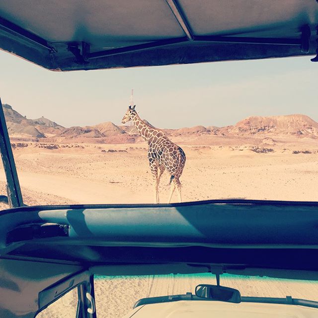 -sirbaniyas -safari -weekend