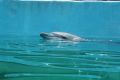 A dolphin performs for the crowd.