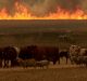 Fires are ravaging NSW.