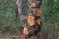 A long-leaved box tree in the Upper Goulburn State Forest after it was stripped of burls.