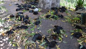 Dead bats dropped dead from the trees around Casino in the weekend heatwave.