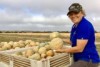 A West Australian melon grower has increased her on farm biosecurity due to cucumber green mottle mosaic virus.