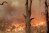 Black Saturday Bushfire study finds severe lasting mental health issues