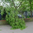 It was a breezy old day in Brixton yesterday, with several tree branches crashing down in the high winds.