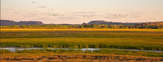 Photograph of birds flying over wetlands. This photograph, titled Birds of the Wetland, was taken by Flemming Bo Jensen