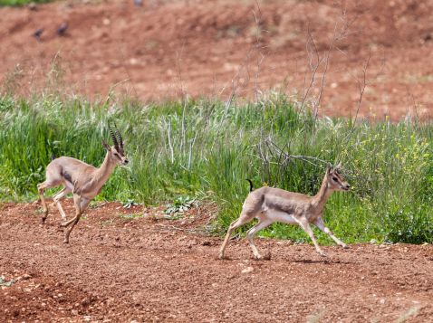 עמק הצבאים, פארק עירוני שבו חיה להקה קטנה של צבאים ובו שילוב של אזור למבקרים ואזור המיועד בעיקר לתנועה חופשית של חיות בר