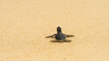 A turtle in the sand on Raine Island