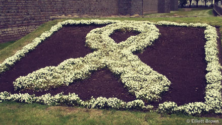 Flowers arranged in a white ribbon symbol.  Elliott Brown