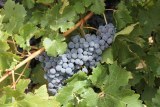 Ripe Cabernet Sauvignon in SA's Riverland 