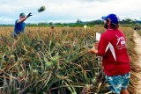 Workers picking pineapples in central Queensland