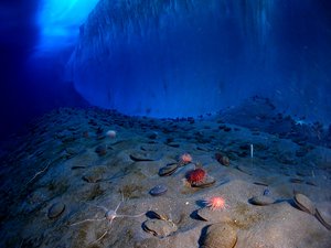 McMurdo Sound sea life of an ice wall and the ocean floor at Explorer's Cover, New Harbor, McMurdo Sound is adjacent to remote-controlled photographic equipment