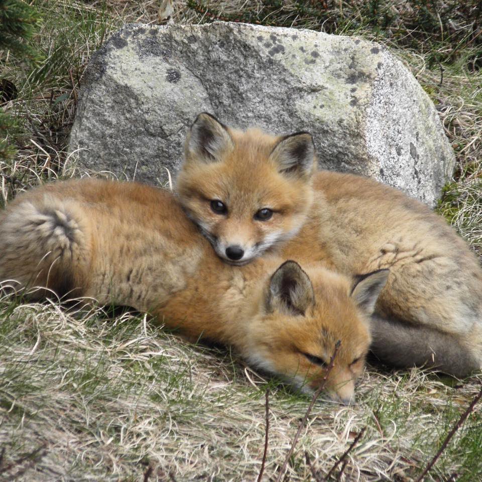 Two baby foxes snuggle on the grass