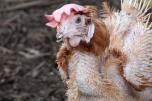 NSW Hen Rescue, Catherine Smith pictured with some of the hens she has rescued from egg farms in NSW. Lulu is pictured. ...