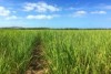 Yandina Creek Wetlands seen in the distance beyond an adjacent cane field